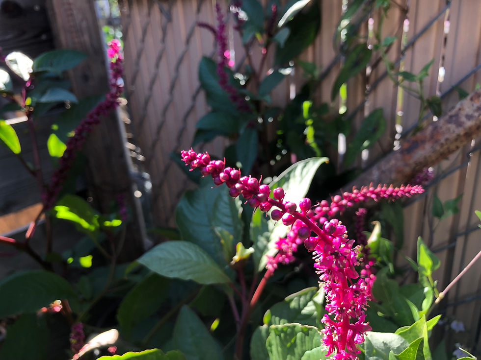 Thumbnail: Pyhtolacca icosandra Tropical Pokeweed Starter Plant