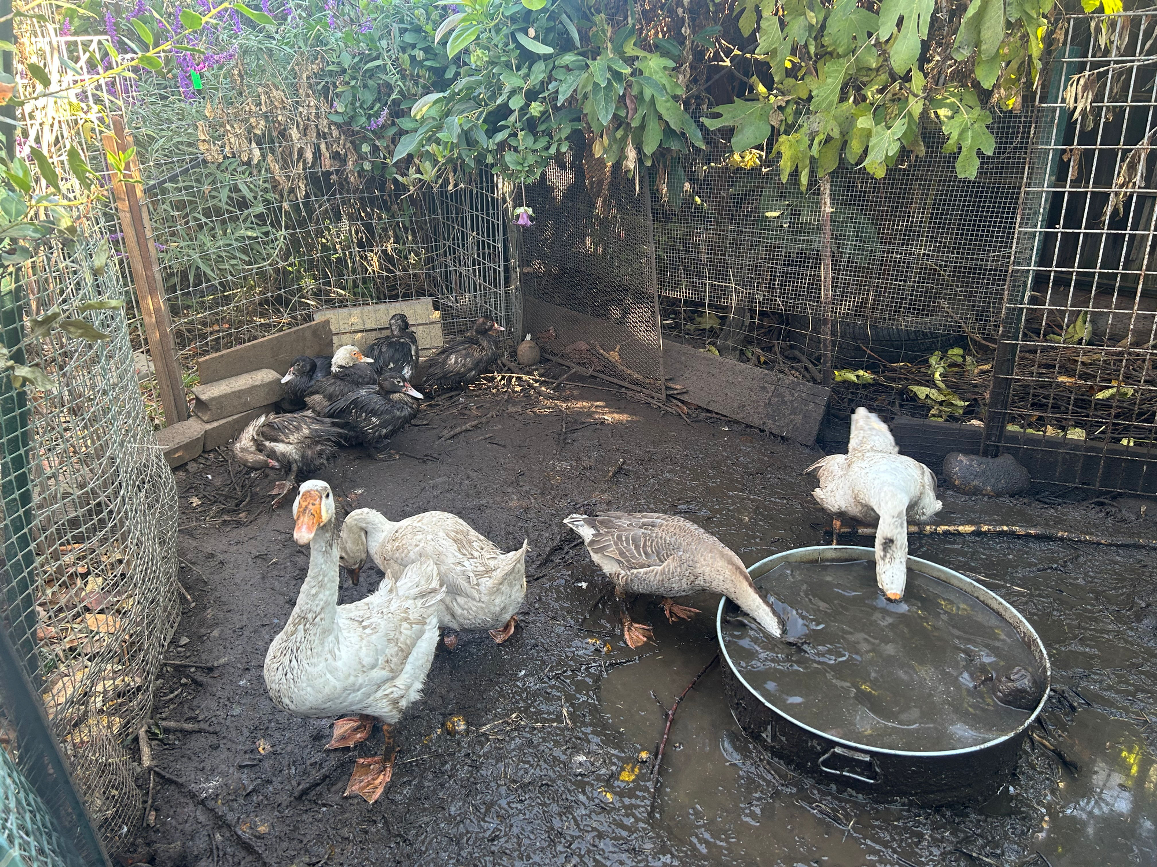 Back Yard Happy Hatching Chinese Goose Egg
