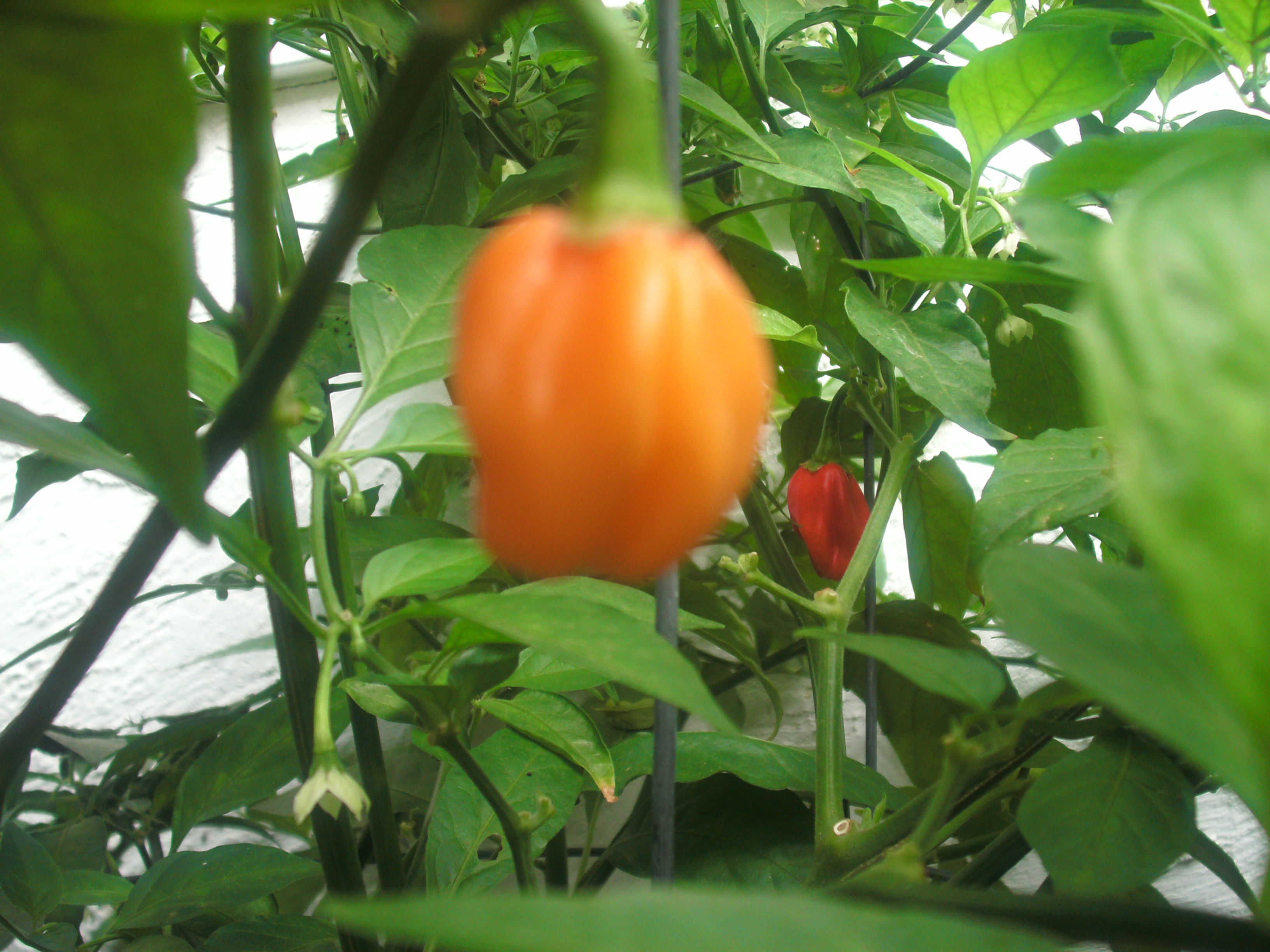 Congo Orange Pepper