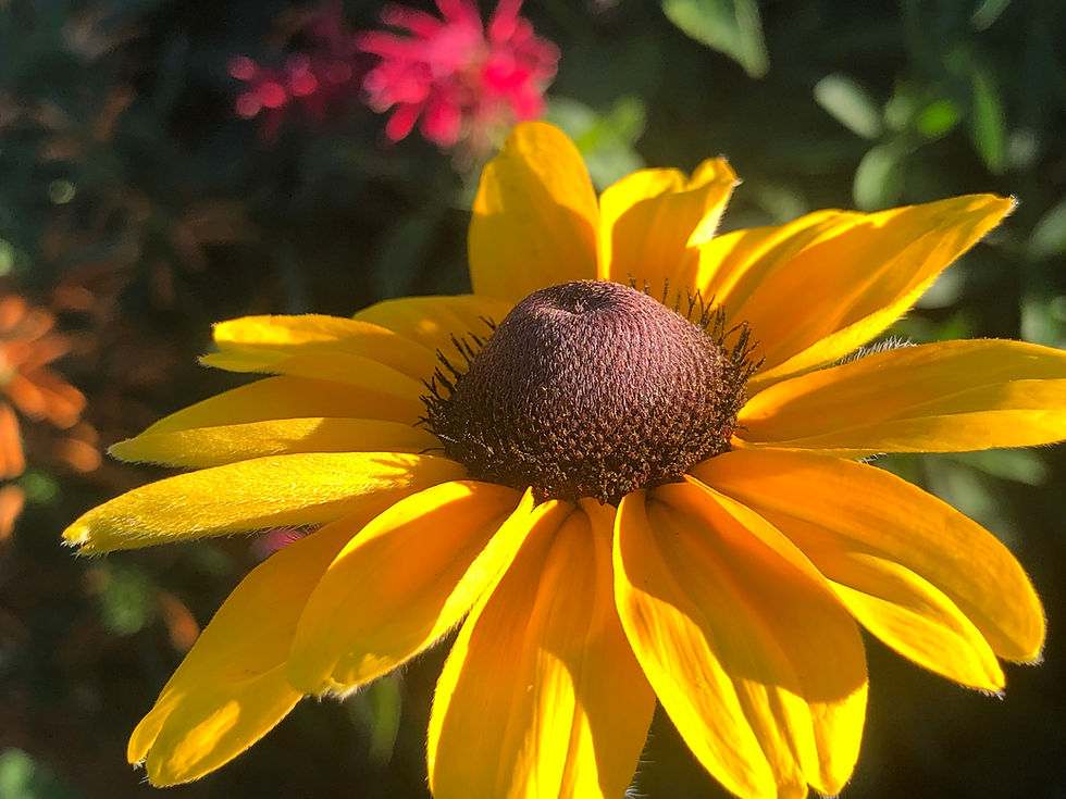 Thumbnail: Rudbeckia Black Eyed Susan Seeds