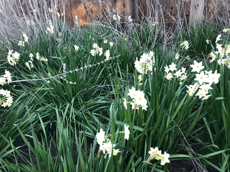 Thumbnail: 100 Spring Bulbs - Narcissus Wintersun Paperwhite