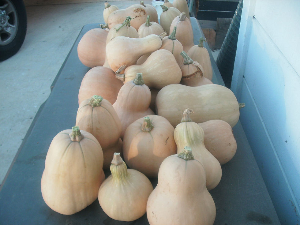 Thumbnail: 20 Packages of Summer Vegetable Seeds (Value Pack)