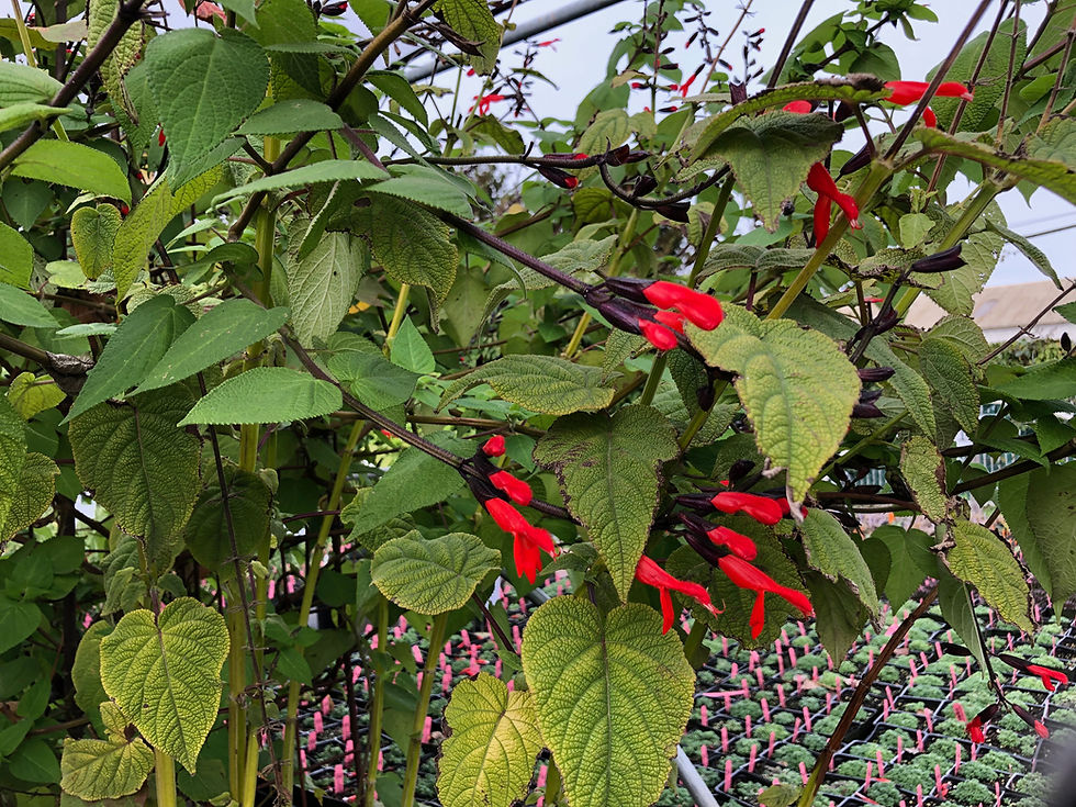 Thumbnail: Salvia gesneriiflora ‘Tequila Starter Plant