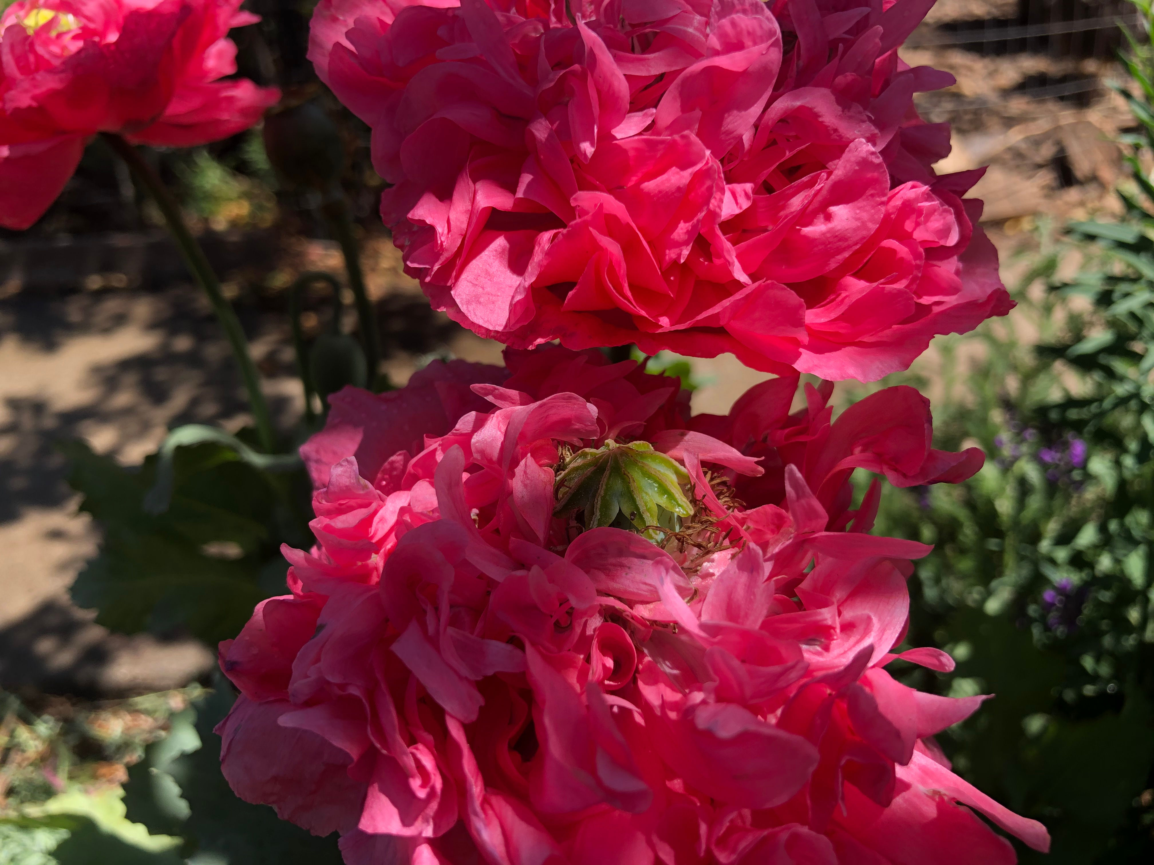 Papaver hybridum 'Pink Heirloom' Seeds