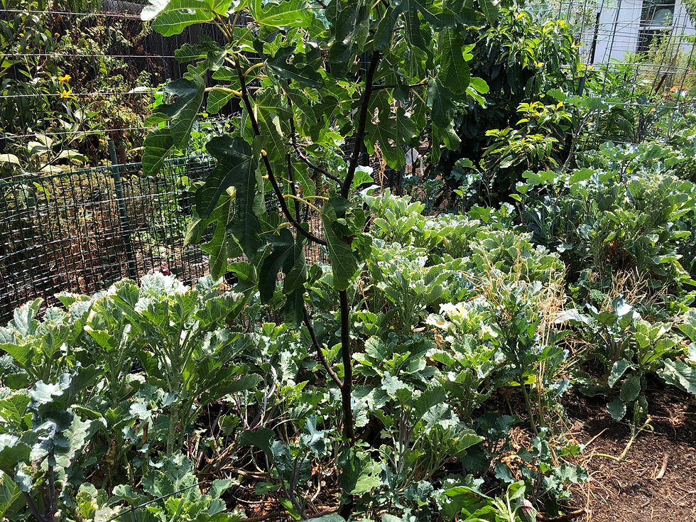 Thumbnail: Perennial Kosmic Kale Cuttings (1 Set of 3)
