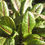Thumbnail: Red-veined Sorrel