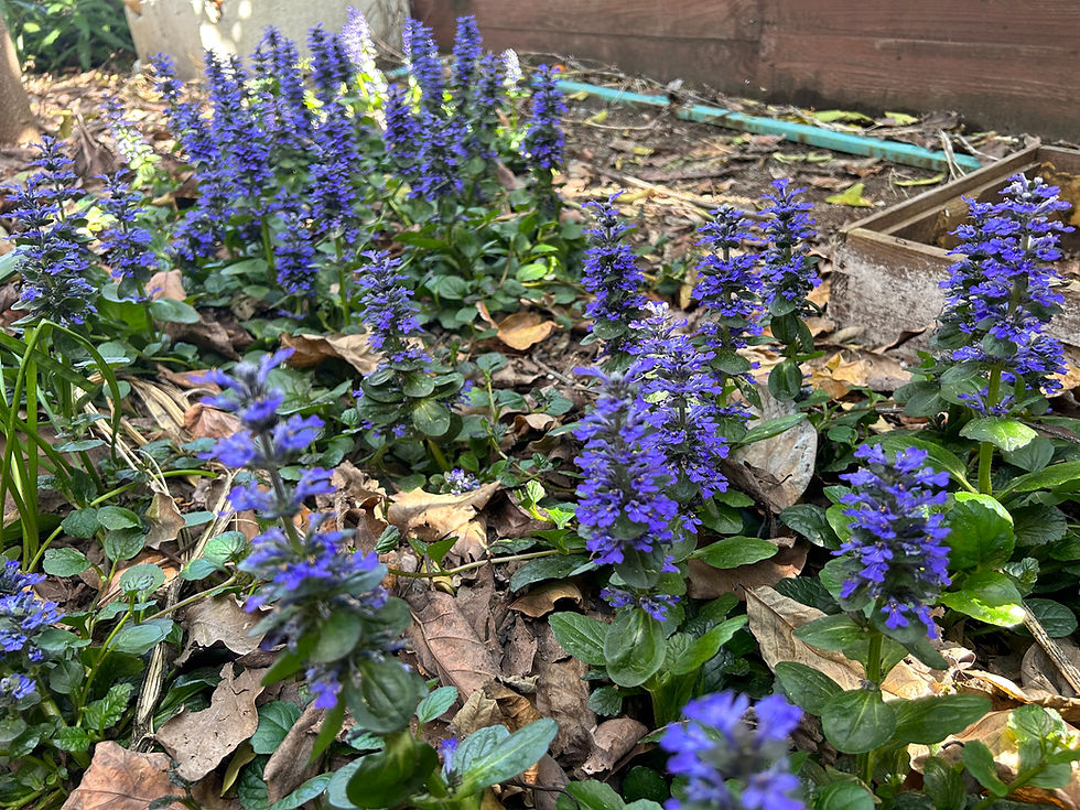 Thumbnail: Ajuga Genevensis Carpet Bungle Starter Plant