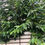 Thumbnail: Coffee (Coffea arabica)