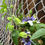 Thumbnail: Passiflora 'Blue Horizon' Starter Plant