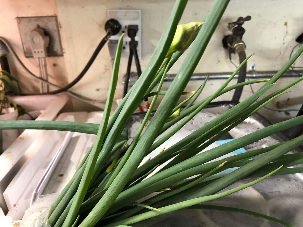 Thumbnail: Egyptian Walking Onion (1 set of 10 plants)