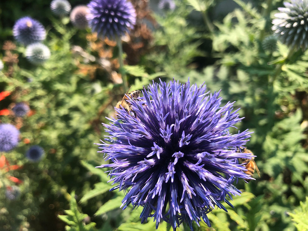 Thumbnail: Echinops banaticus Blue Glow Globe Thistle Starter Plant