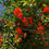 Thumbnail: Wonderful Pomegranate Tree