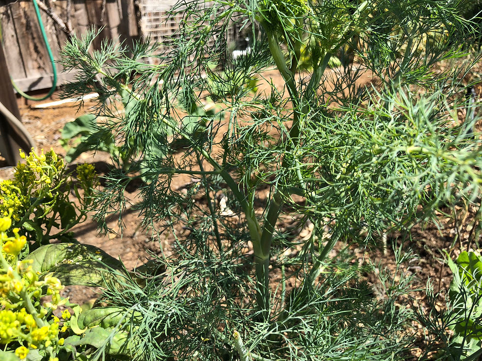 Thumbnail: Dill Superdukat