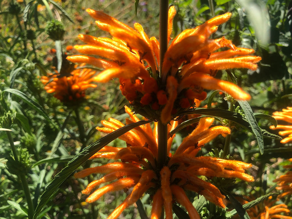 Thumbnail: Leonotis leonurus Lion's Tail Seeds