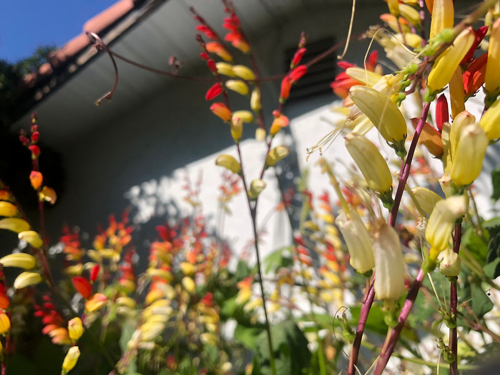 Thumbnail: Mina Lobata Firecracker Vine Plant