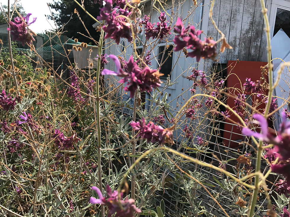 Thumbnail: Salvia canariensis Canary Island Sage Seeds