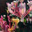 Thumbnail: Serotina Belgica Honeysuckle Vine - Late Dutch - Lonicera Starter Plant