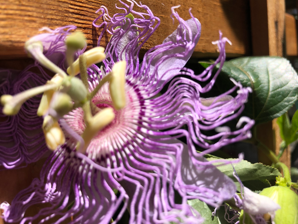 Thumbnail: Incense Inspiration Passion Flower
