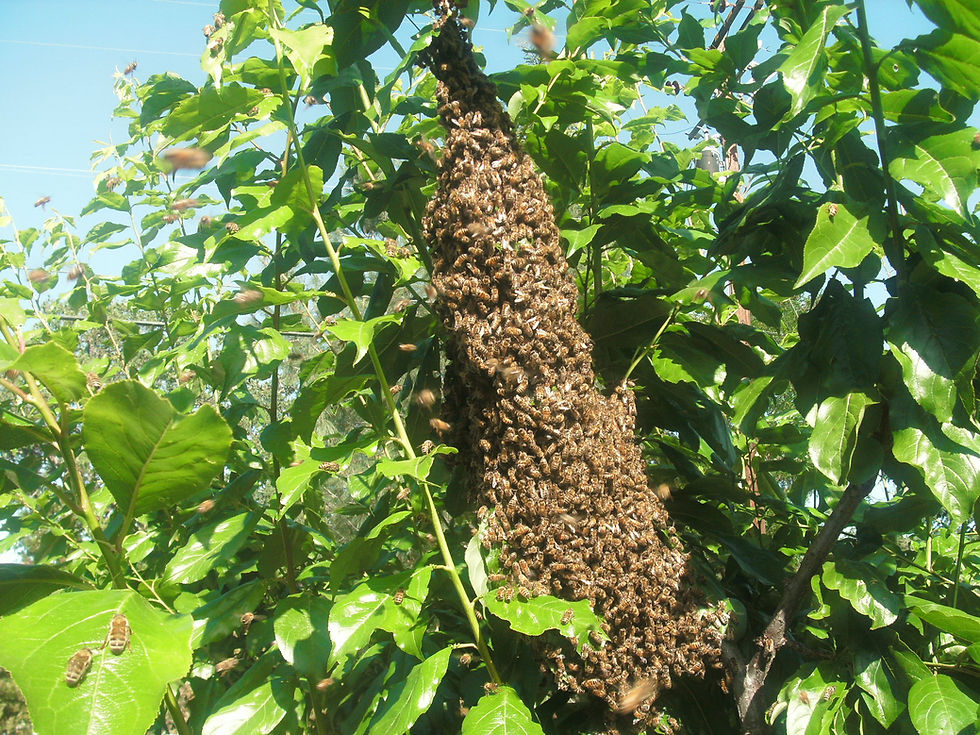 Thumbnail: The Clayton Farm Raw Honey 2 LB