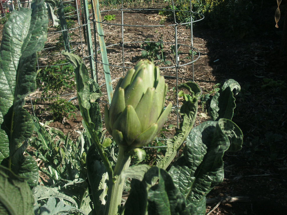 Thumbnail: 1 Plant of  Perennial Artichoke Green Globe