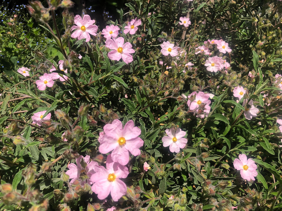 Thumbnail: Grayswood Pink Rock Rose Cistus Starter Plant