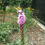 Thumbnail: Liatris spicata Blazing Star - 30 Seeds
