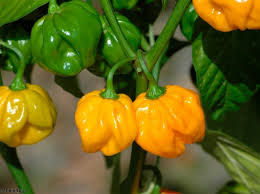 S048X01. Habanero Yellow Pepper