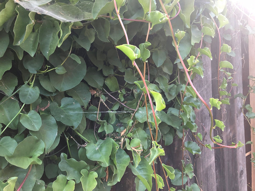 Thumbnail: Madeira-Vine Anredera cordifolia Tuber (1 Set of 3 Tubers)