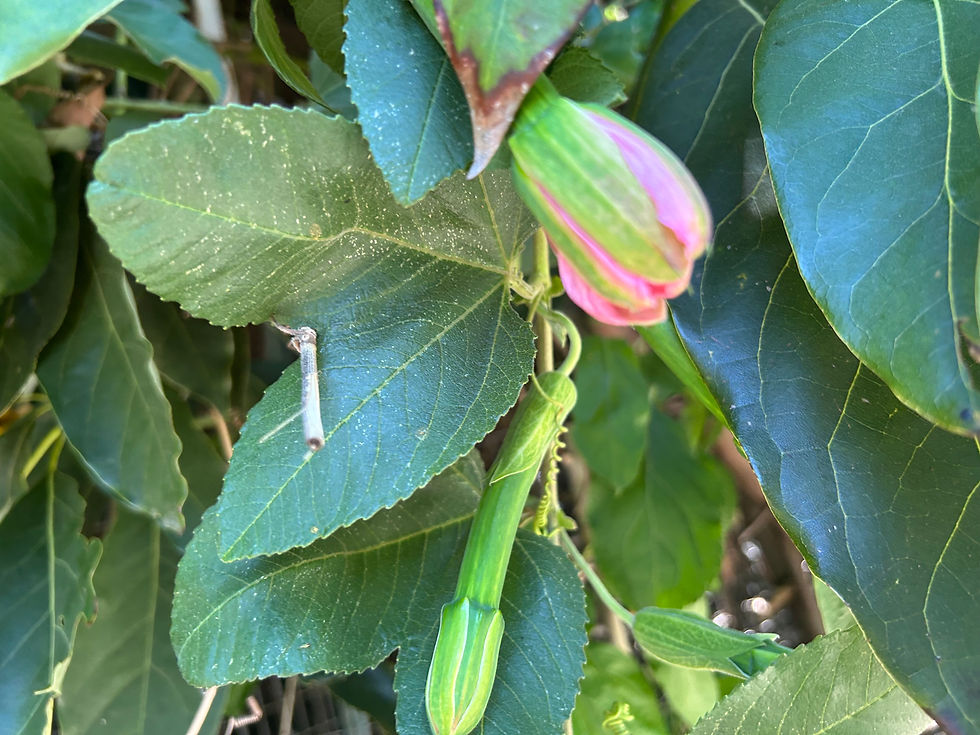 Thumbnail: Perennial Banana Passion Fruit Passiflora Mollissima