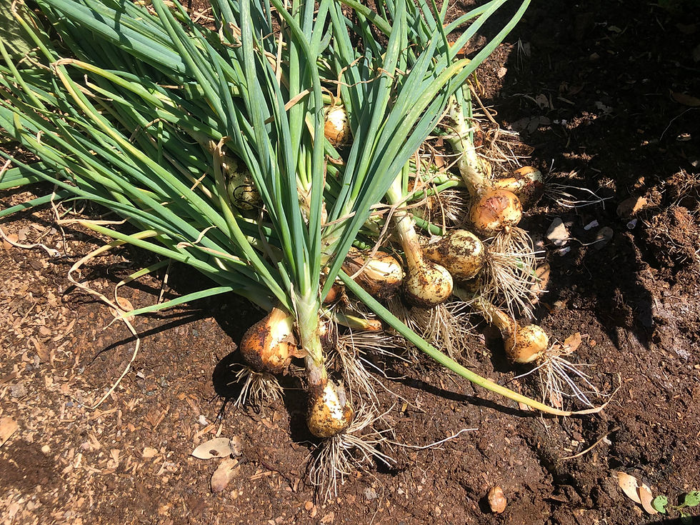 Thumbnail: 3 Starter Plants of Perennial Yellow Potato Onion (in Bare Root or Bulb form)