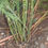 Thumbnail: Mary Washington Asparagus Heirloom