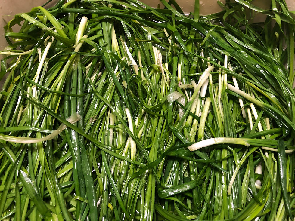 Thumbnail: Perennial Garlic Chive Green (1 Set of 10 Plants)