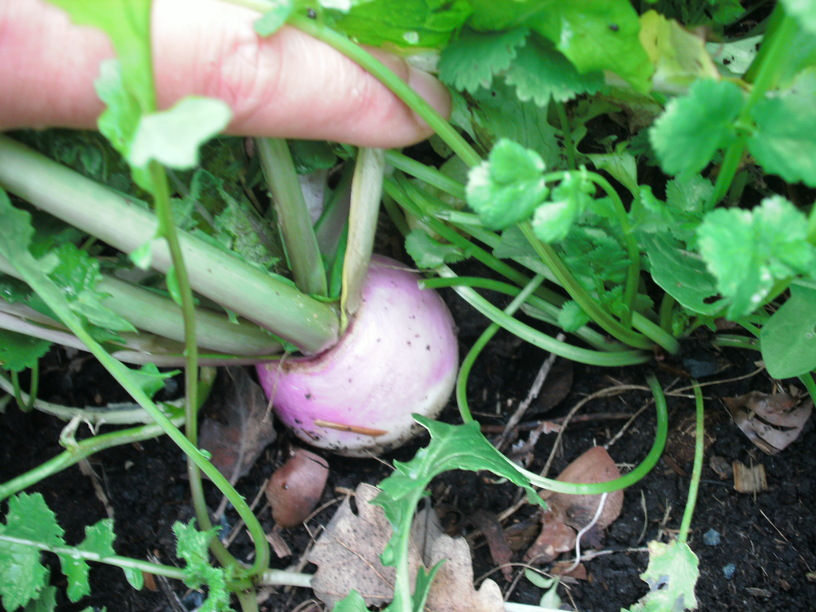 Thumbnail: Turnip Purple Top White Globe