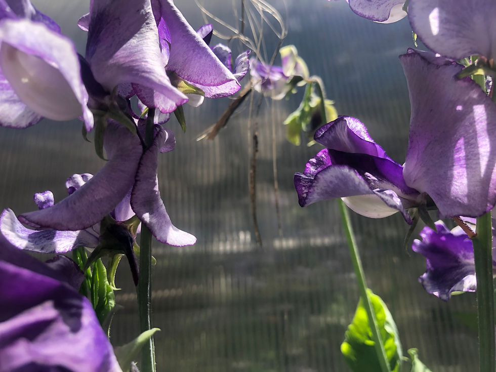 Thumbnail: Lathyrus odoratus 'Nimbus' Seeds
