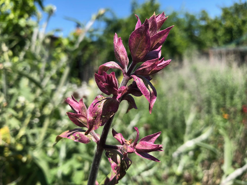 Thumbnail: Salvia canariensis Canary Island Sage Seeds