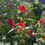 Thumbnail: Alonsoa meridionalis Red Mask Flower