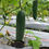 Thumbnail: Langelang Giant Cucumber