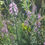 Thumbnail: Linaria purpurea "Toadflax" Seeds - 30 Seeds