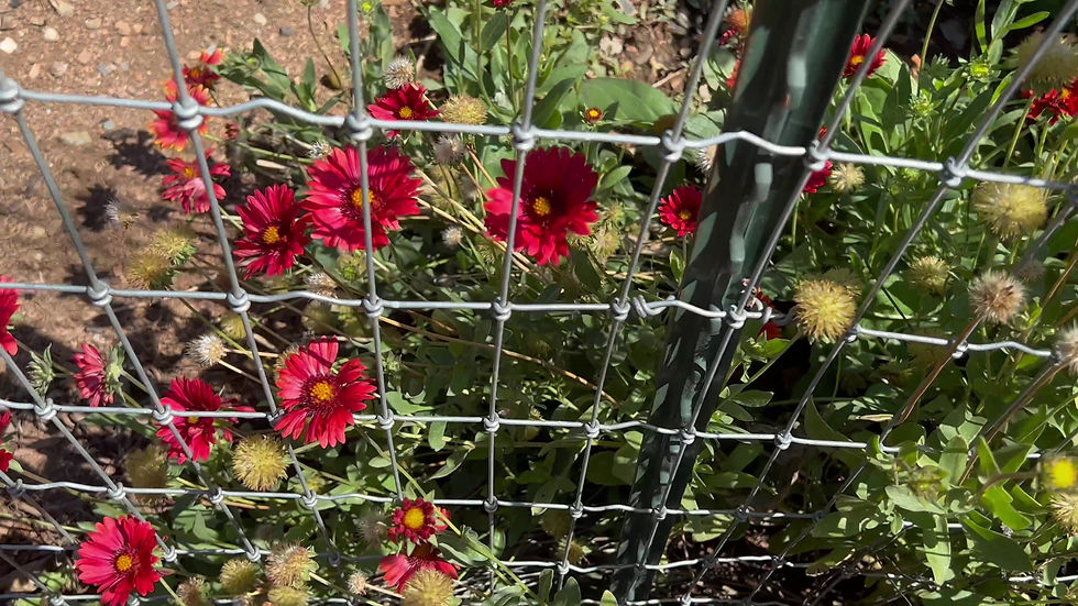 Thumbnail: Gaillardia aristata ‘Burgunder’