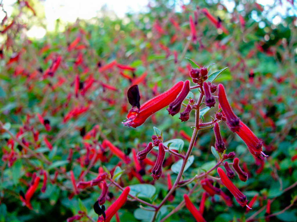 Cuphea Minnie Mouse Starter Plant