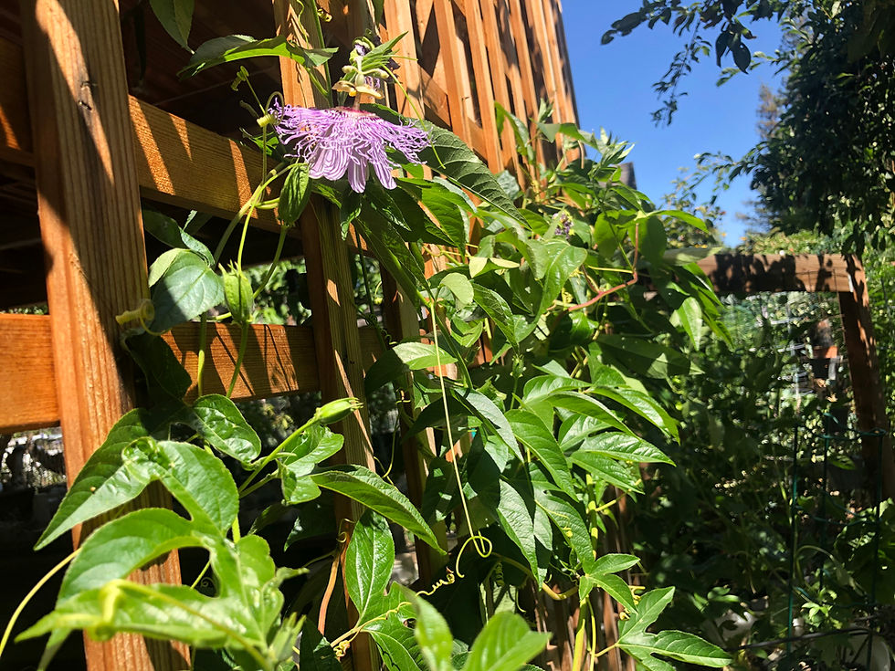 Thumbnail: Incense Inspiration Passion Flower