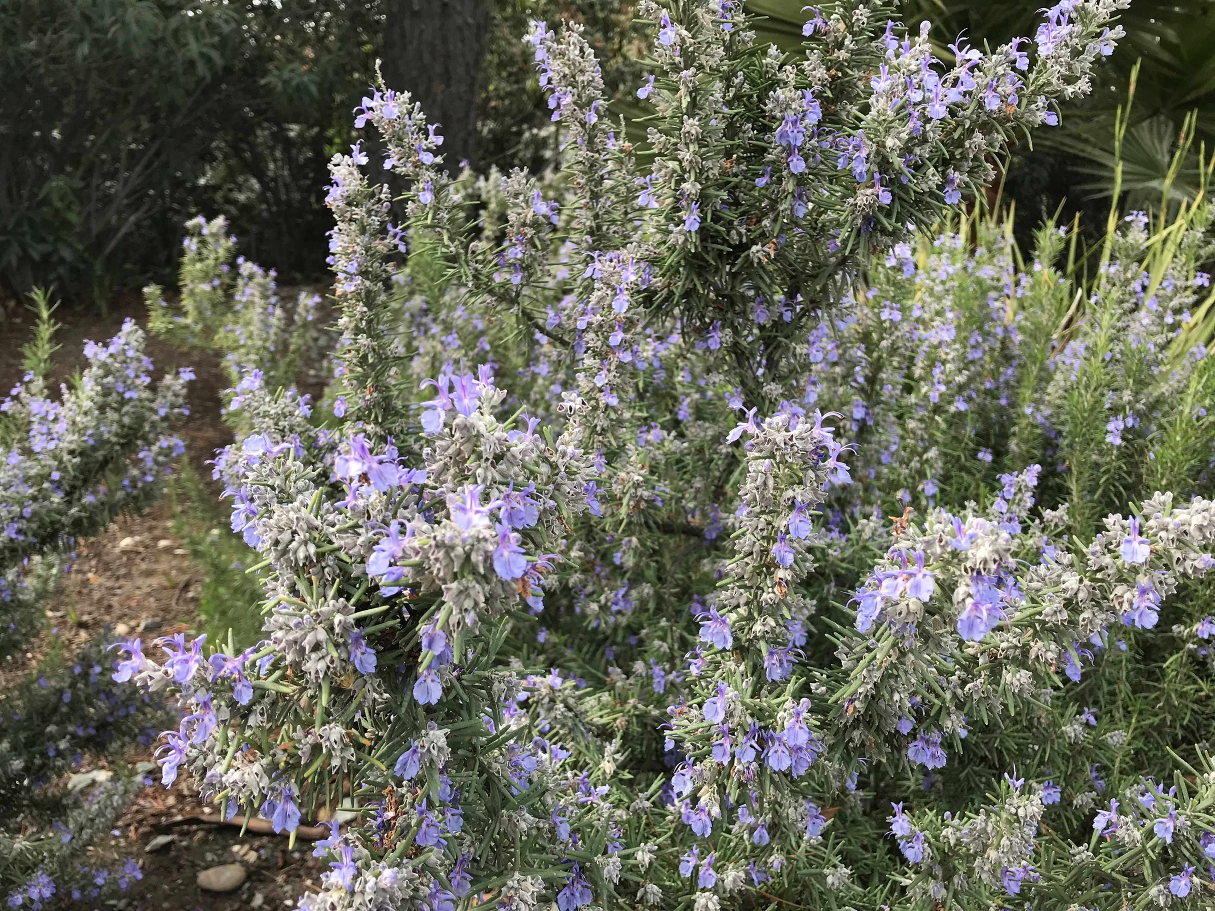 Tuscan Blue Rosemary