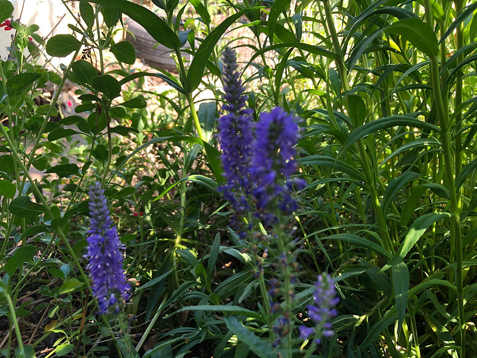 Thumbnail: Veronica Hocus Pocus Seeds