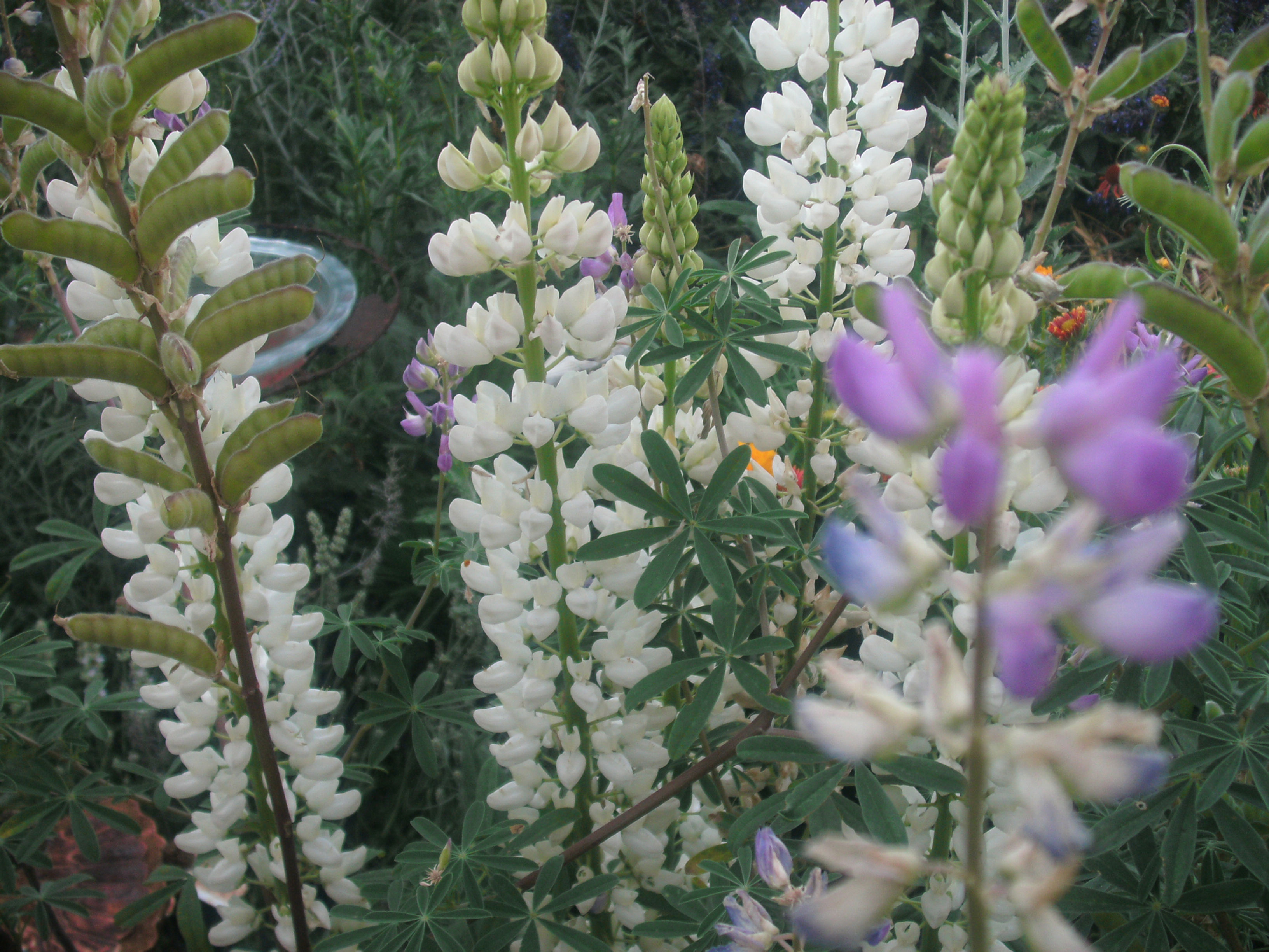 Lupinus propinquus 'Blue Bush Lupine' Seeds