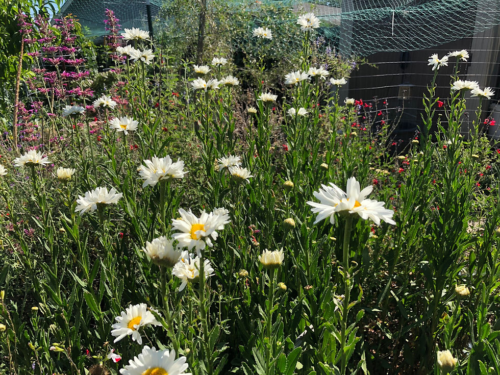 Thumbnail: Shasta Daisy Snow Lady Seeds