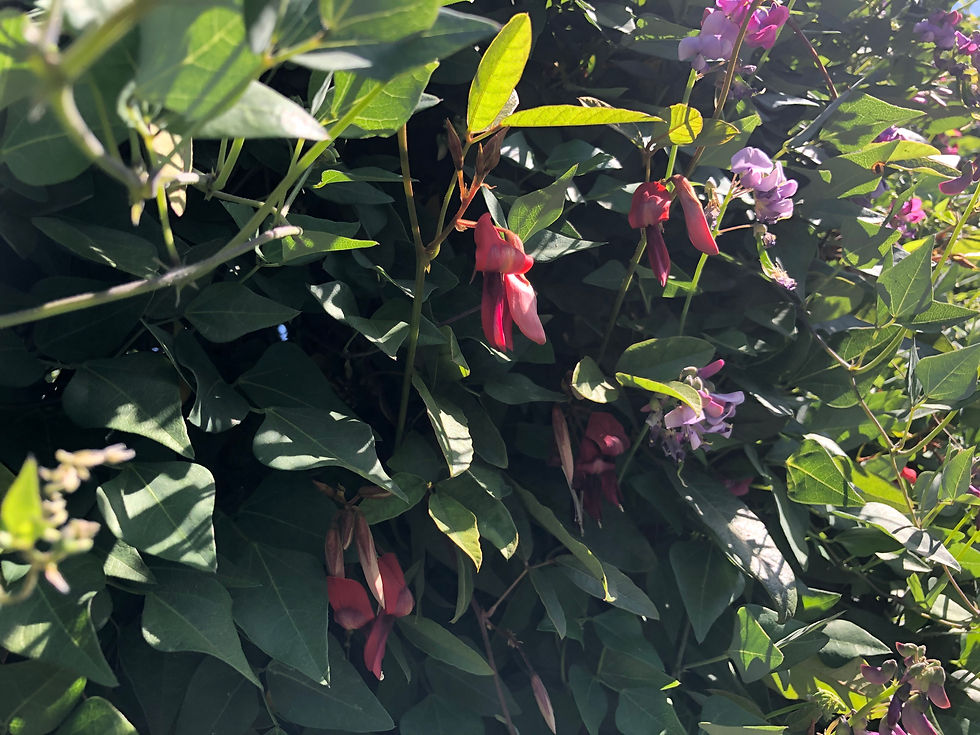 Thumbnail: Kennedia rubicunda Dusty Rose Pea Vine Seeds
