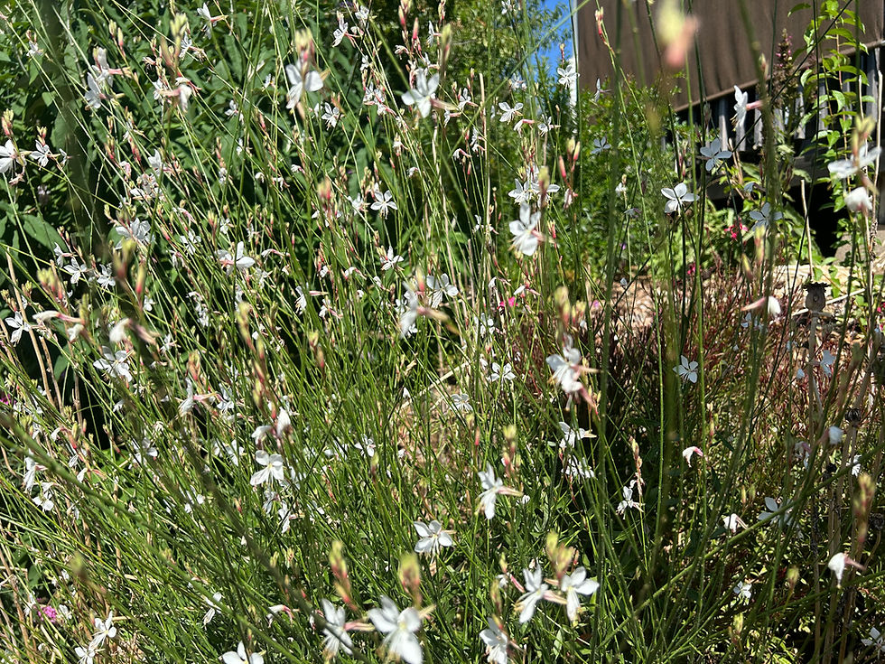 Thumbnail: Gaura lindheimeri Whirling Butterfly Starter Plant