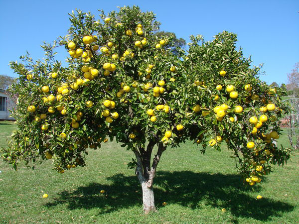 Thumbnail: MelGold Grapefruit Tree