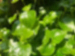 Thumbnail: Crab Claw Herb Peperomia pellucida (rau cang cua/pepper elder/ shining bush plan