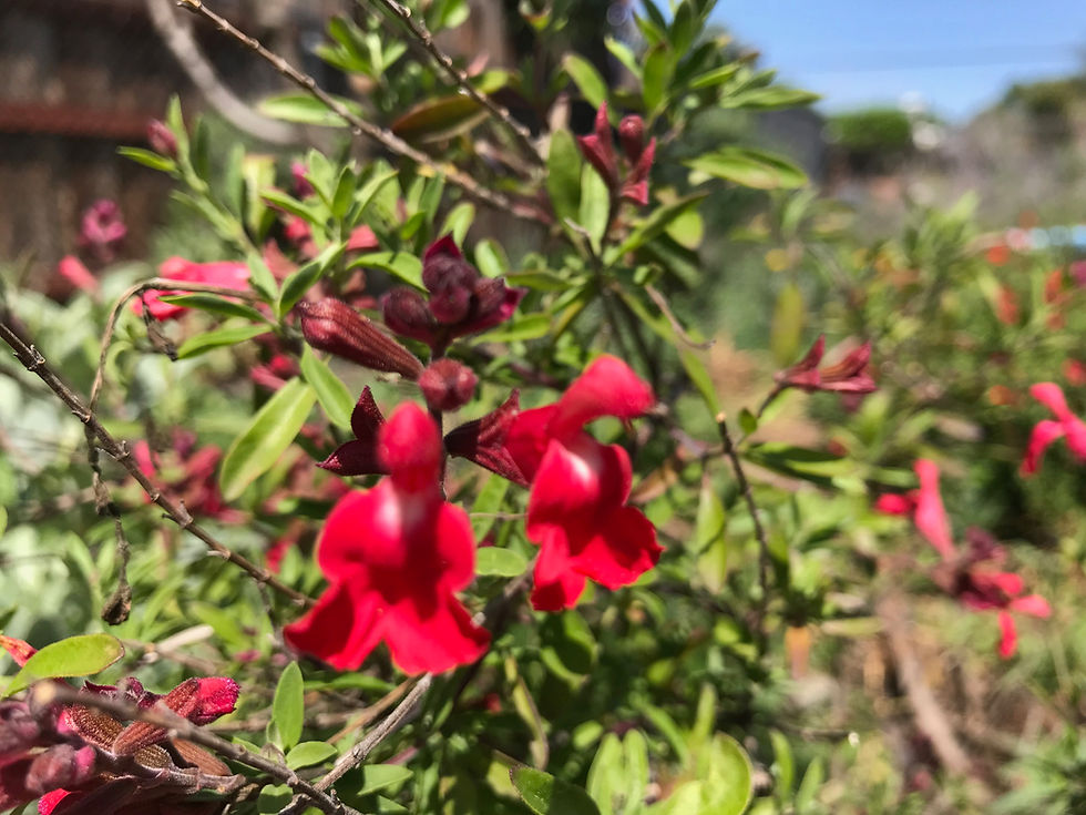 Thumbnail: Salvia microphylla 'Hot Lips' Seeds